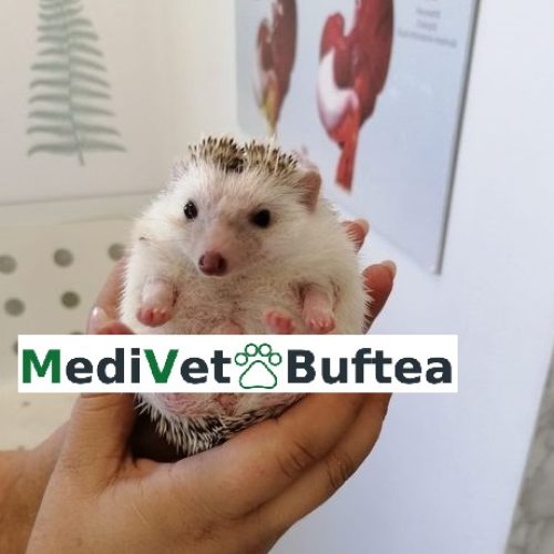 Un nou partener cu servicii Veterinare la MediVet Buftea și Atria – Beneficii cu vecini prin ATRIAvantaj