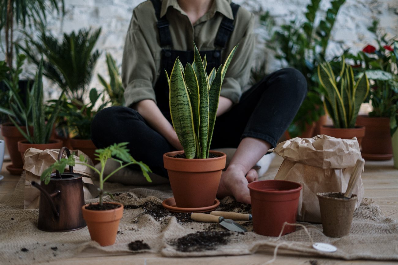 hobby plante in ghiveci